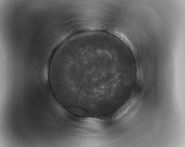 X0000093450393200710261105