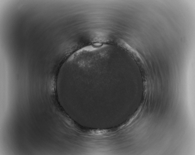 X0000093450517200710261104