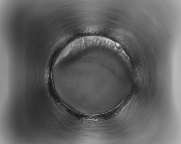 X0000093450640200710261102