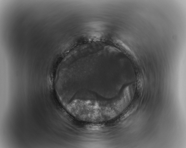 X0000093450661200710261102