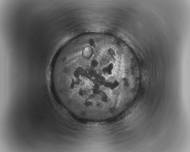 X0000093450679200710261101