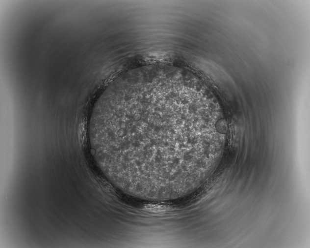 X0000093450699200710261101