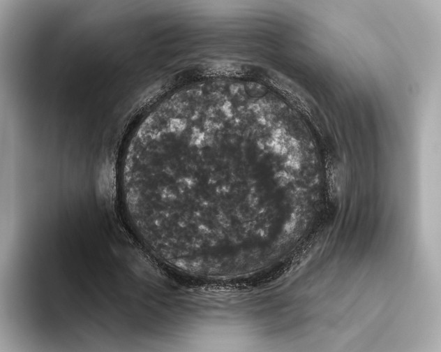 X0000093450729200710261100