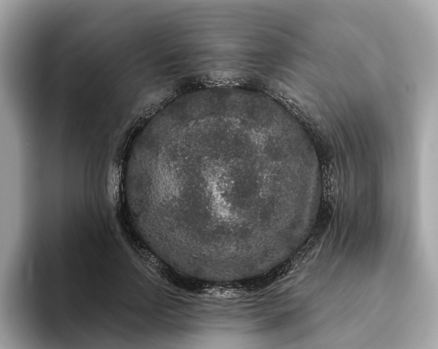 X0000093450742200710261101