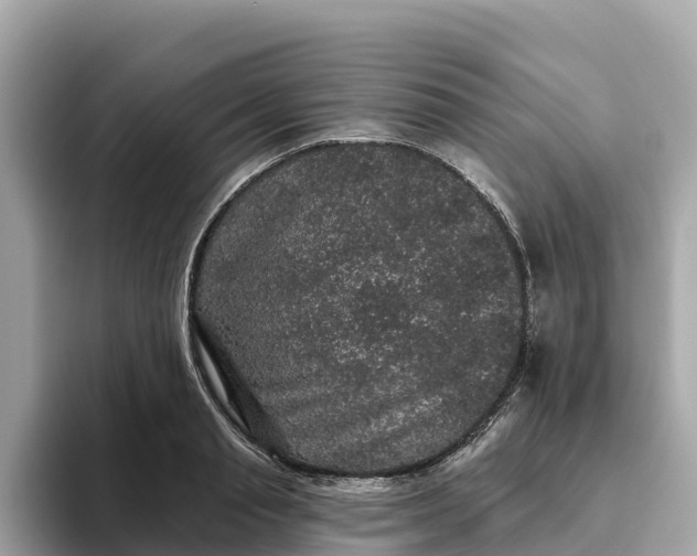 X0000093450845200710261059