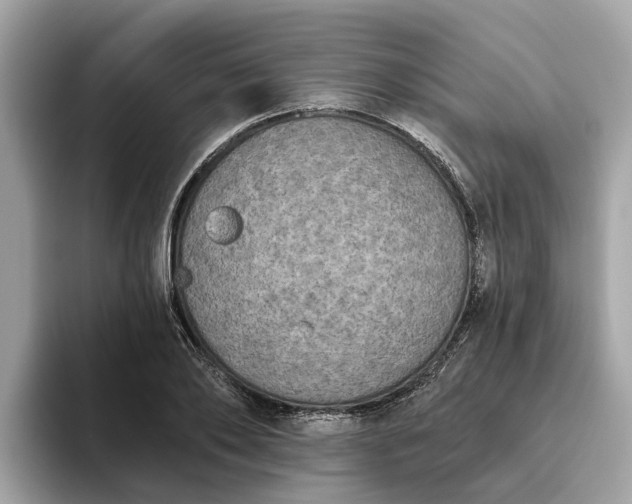 X0000093450886200710261059