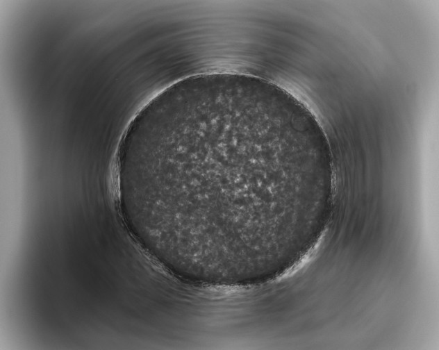 X0000093450925200710261058