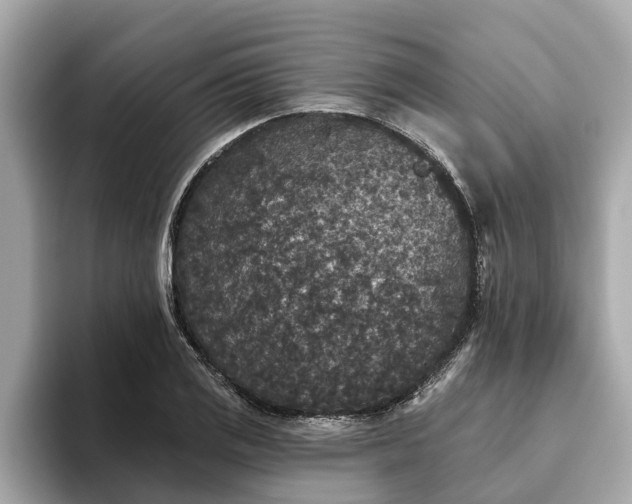 X0000093451125200710261055