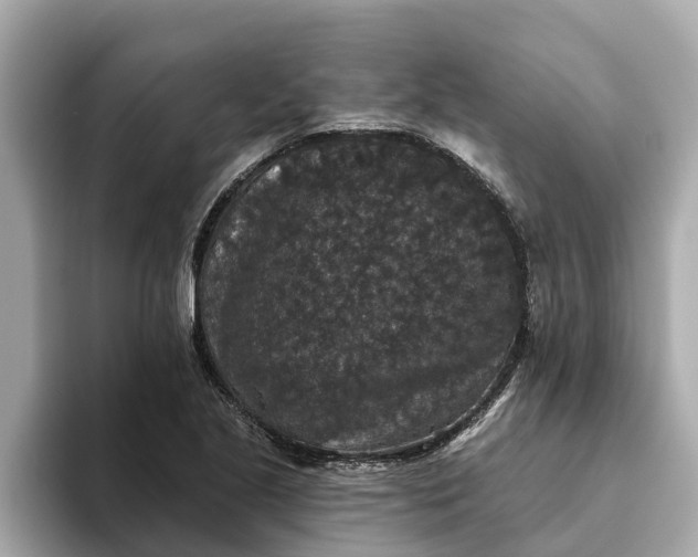 X0000093451221200710261054