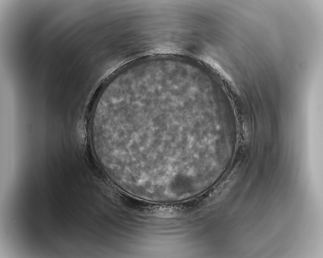 X0000093451266200710261054