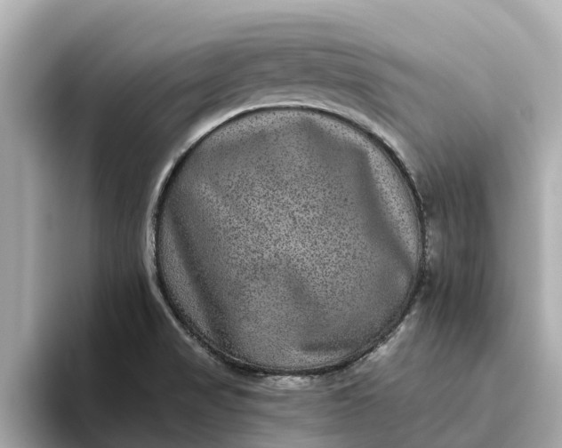 X0000093451517200710261050