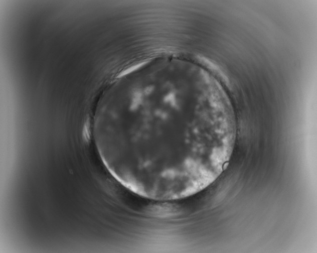 X0000093450069200711091520