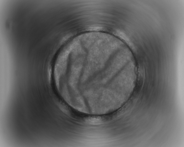 X0000093450110200711091519