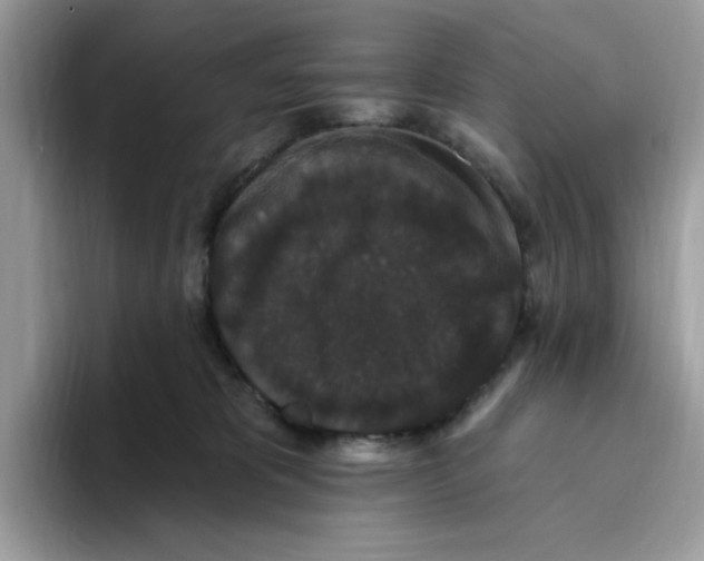 X0000093450325200711091517