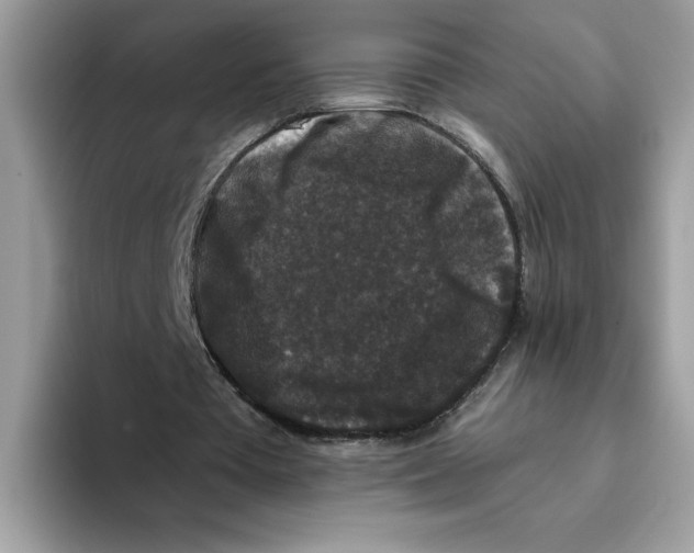 X0000093450385200711091516