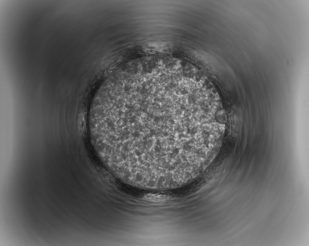 X0000093450699200711091513