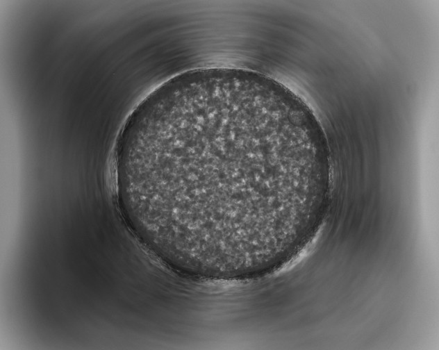 X0000093450925200711091510