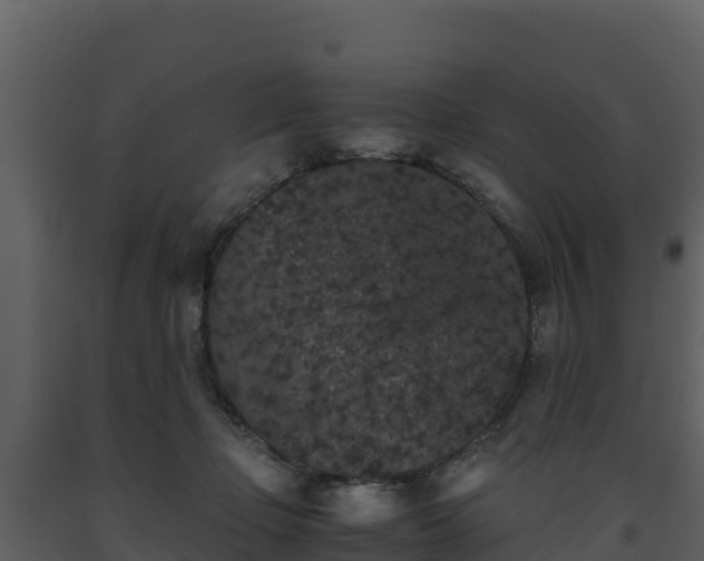 X0000093460365200710191129