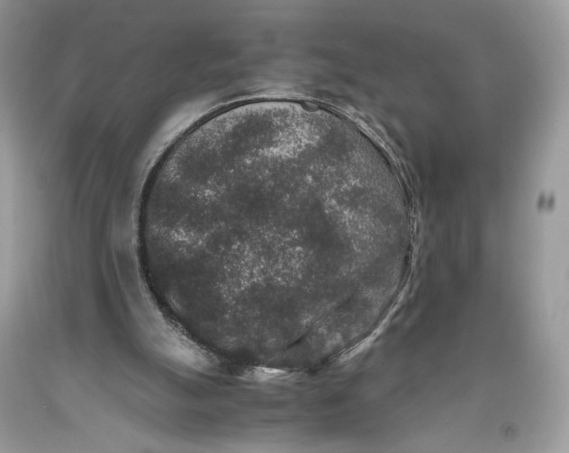 X0000093460055200710261030