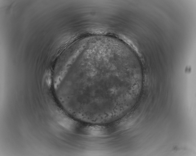 X0000093460069200710261030