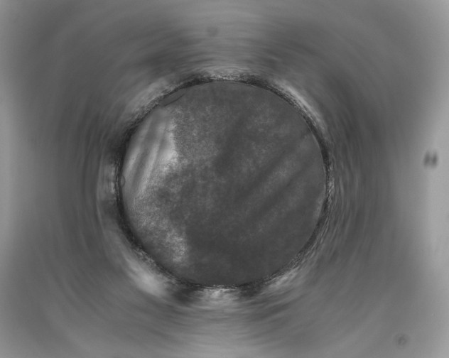 X0000093460117200710261029