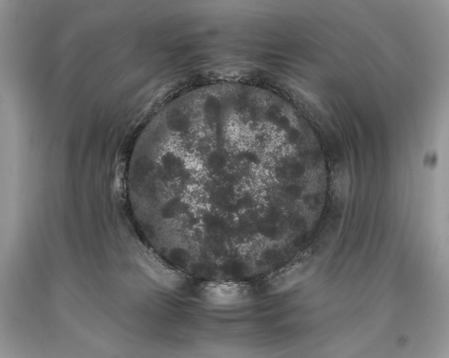 X0000093460181200710261028