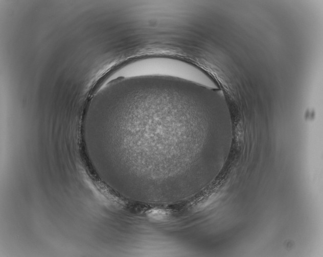 X0000093460352200710261025