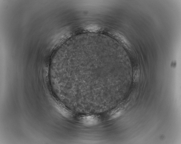 X0000093460365200710261026