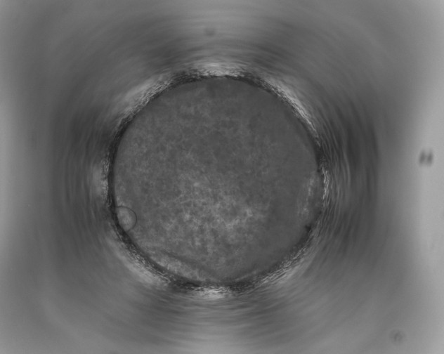 X0000093460402200710261025