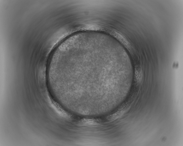 X0000093460534200710261022