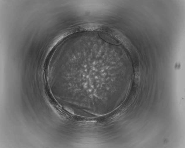 X0000093460626200710261021