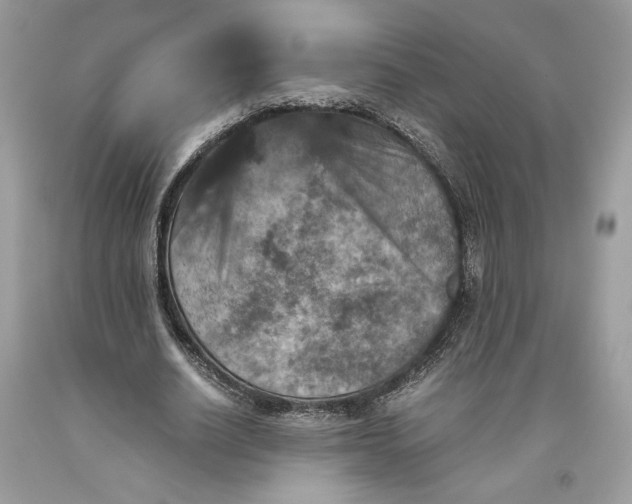 X0000093460630200710261021