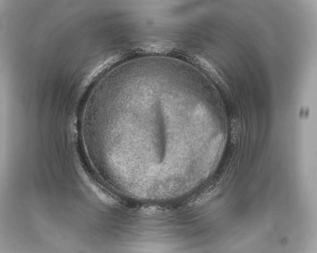 X0000093460634200710261021