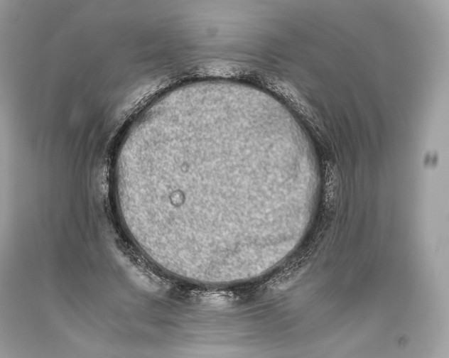 X0000093460683200710261021