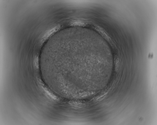 X0000093460729200710261020