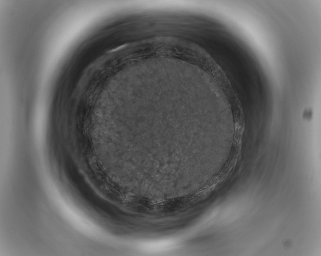 X0000093460765200710261020