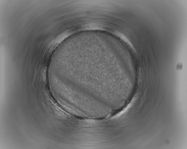 X0000093460777200710261020