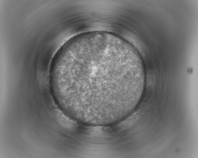 X0000093460828200710261019