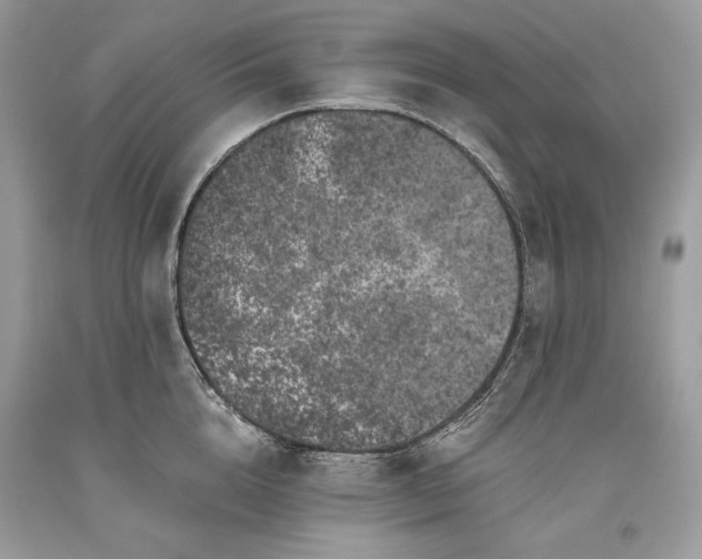 X0000093460856200710261019