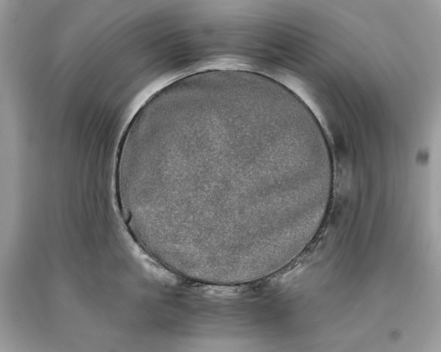 X0000093460861200710261019