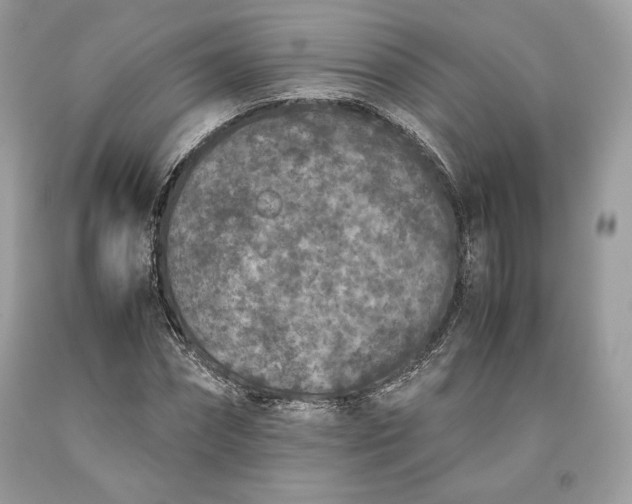 X0000093460874200710261018