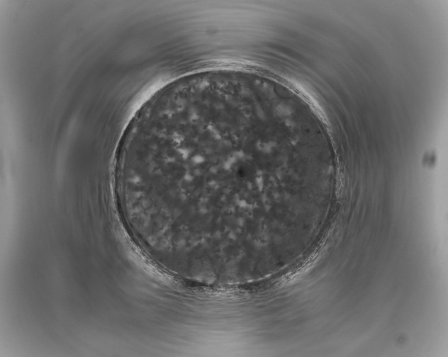 X0000093460899200710261018