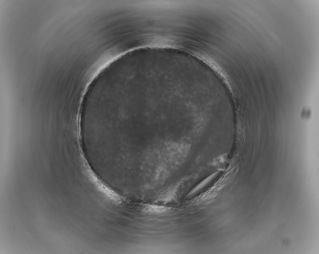 X0000093460935200710261017