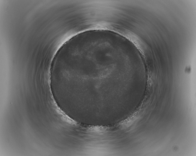 X0000093460950200710261018