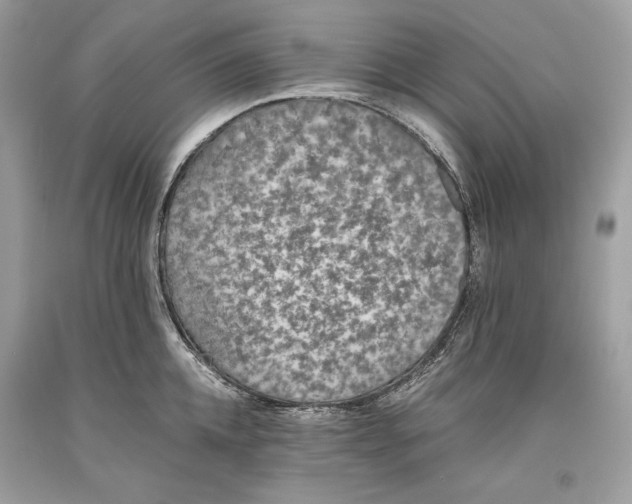 X0000093460952200710261018