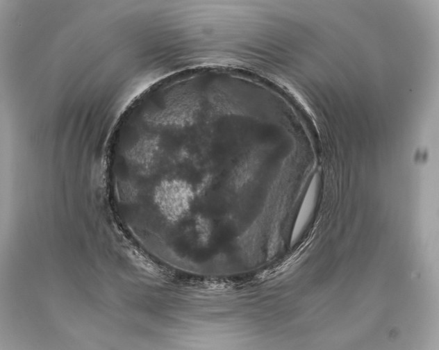 X0000093460975200710261017