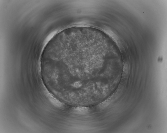 X0000093461466200710261010