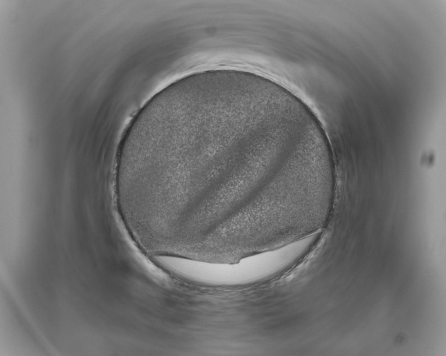 X0000093461525200710261009