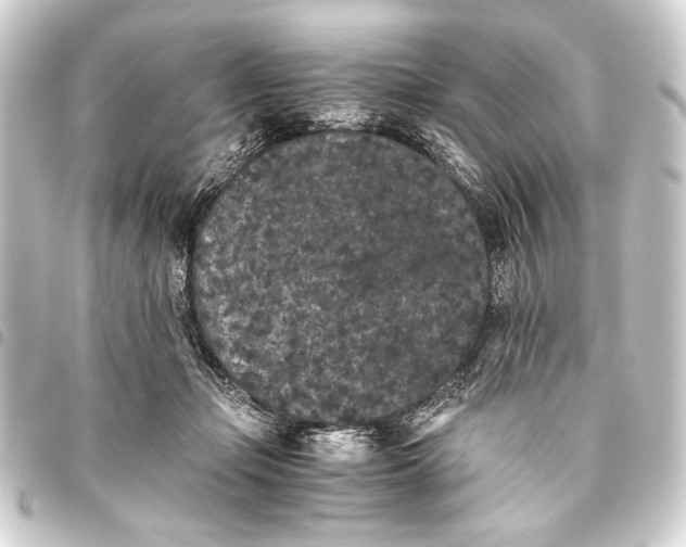 X0000093460365200711021139