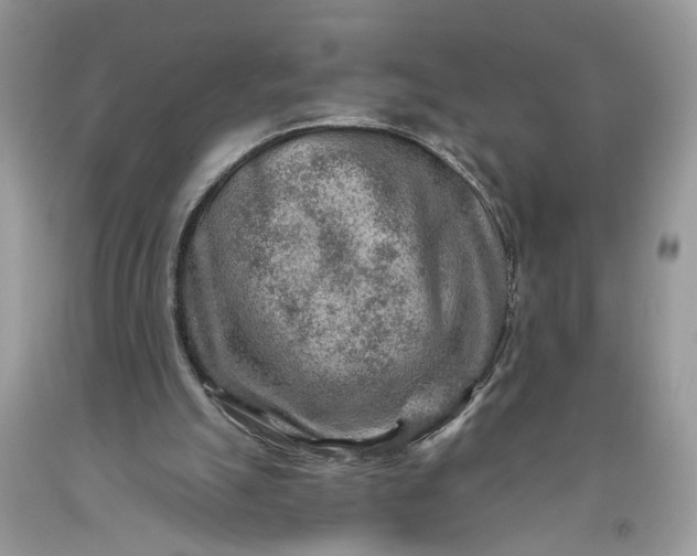 X0000093470055200710261052